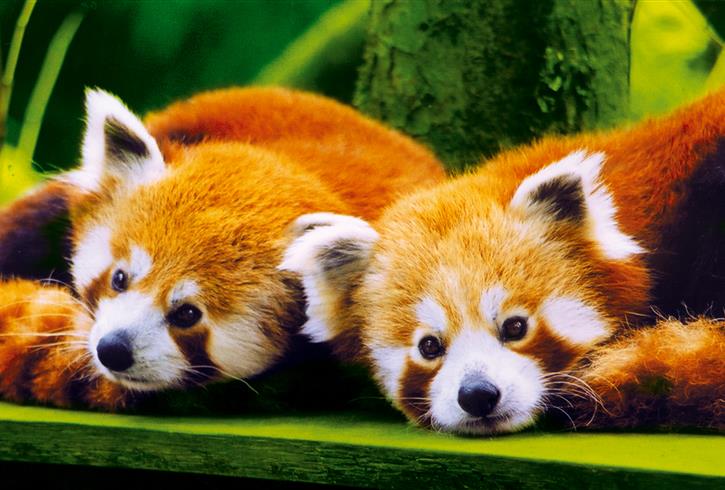 Les Pandas Roux du Parc Animalier de Branféré Le Guerno 56